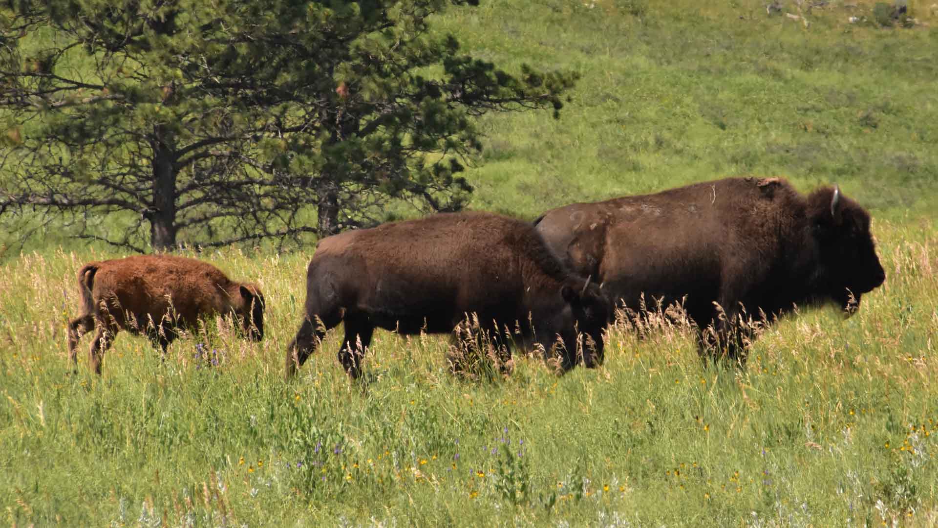 Spring in Yellowstone