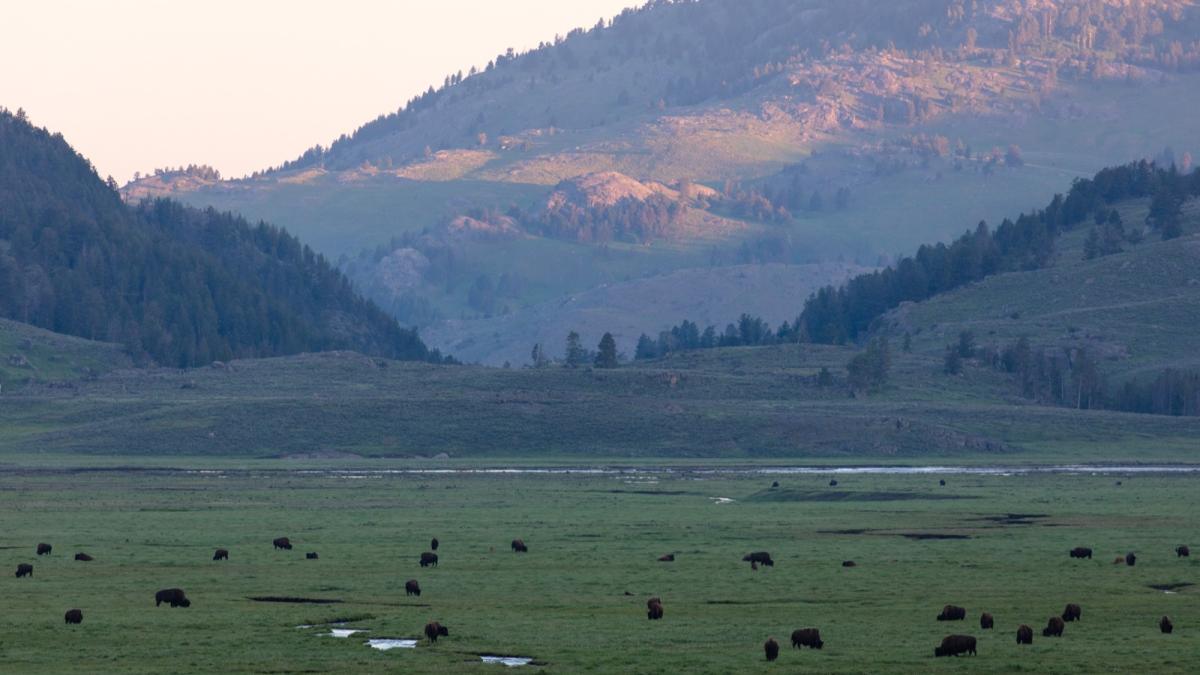 Bison grazing across Lamar Valley at sunrise below the mountains