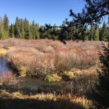 View from the back porch