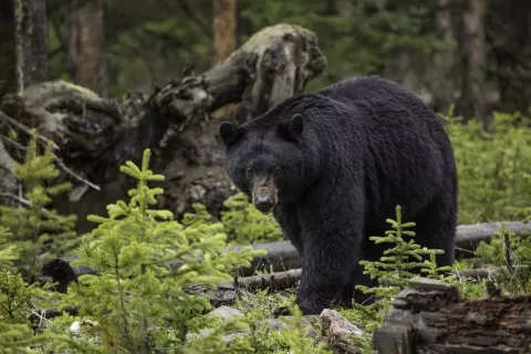 Black Bear - Shotgun, Island Park