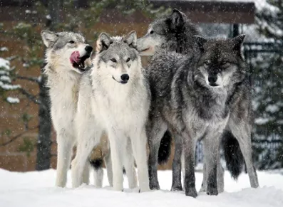 Wildlife & Safety