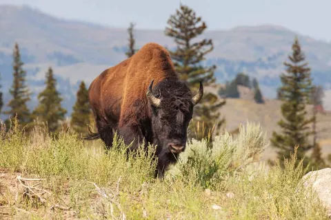 Driving in Yellowstone