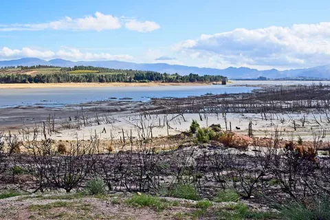 Drowned trees and the shoreline of Earthquake Lake