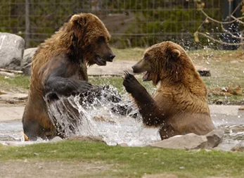 Two grizzly bears playing in a pond