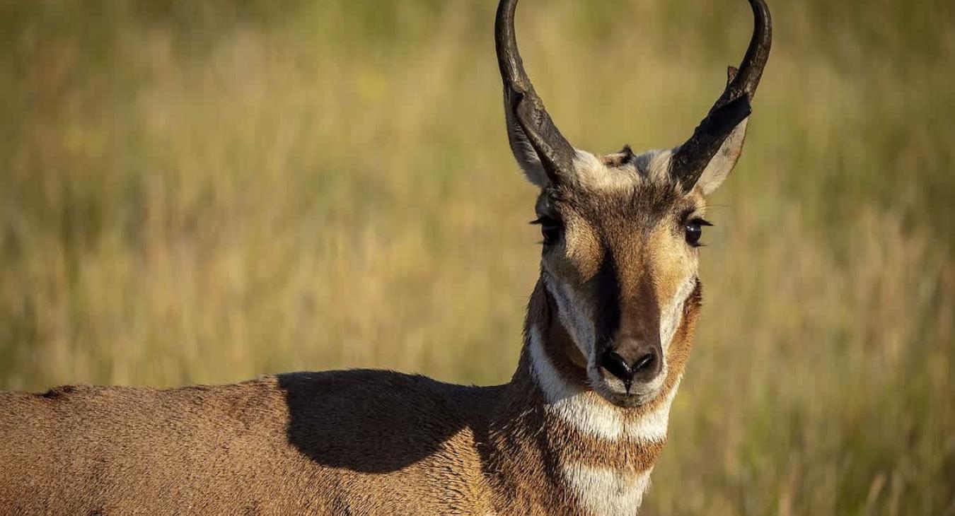 Wildlife you might see during your stay.