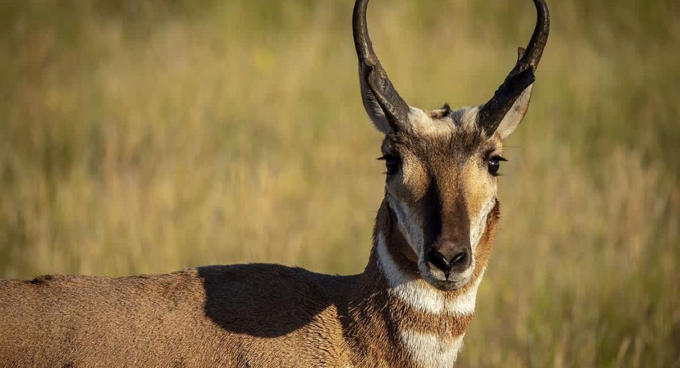 Scenic photos of animals you might see on your trip.