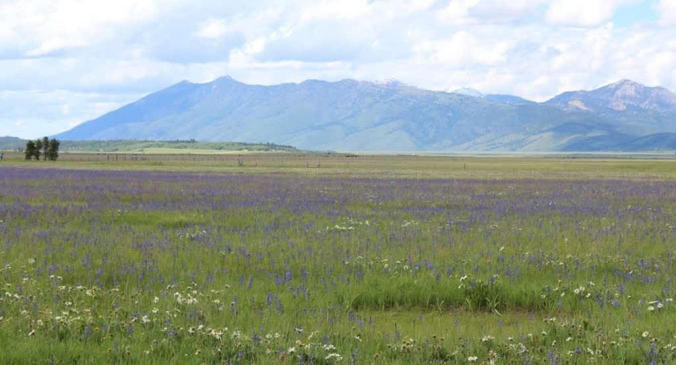 View from the back of the cabin.