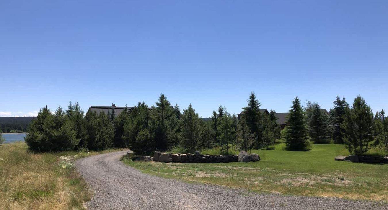 Lots of towering pine trees surround the cabin.