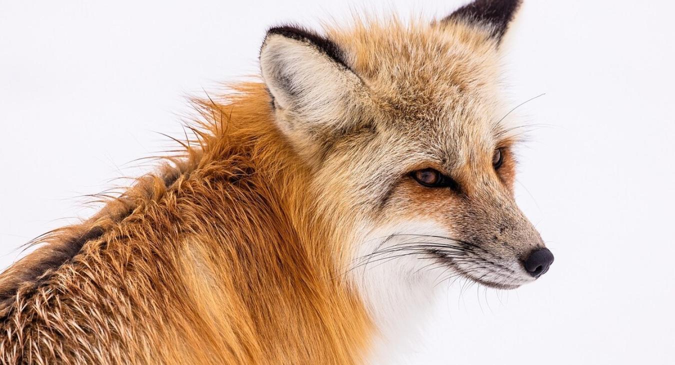 Wildlife you may encounter during your stay.