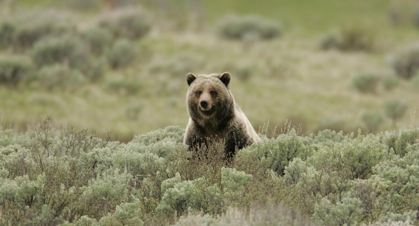 Wildlife that you may see nearby.