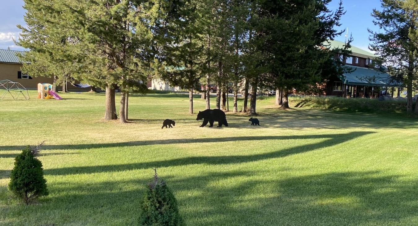 Large lawn located right next to the cabin to relax in the sun.