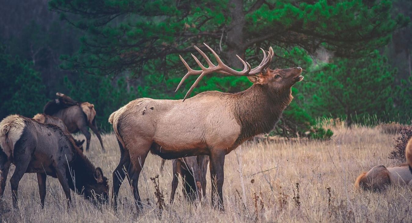Scenic photos of animals you might see on your trip.