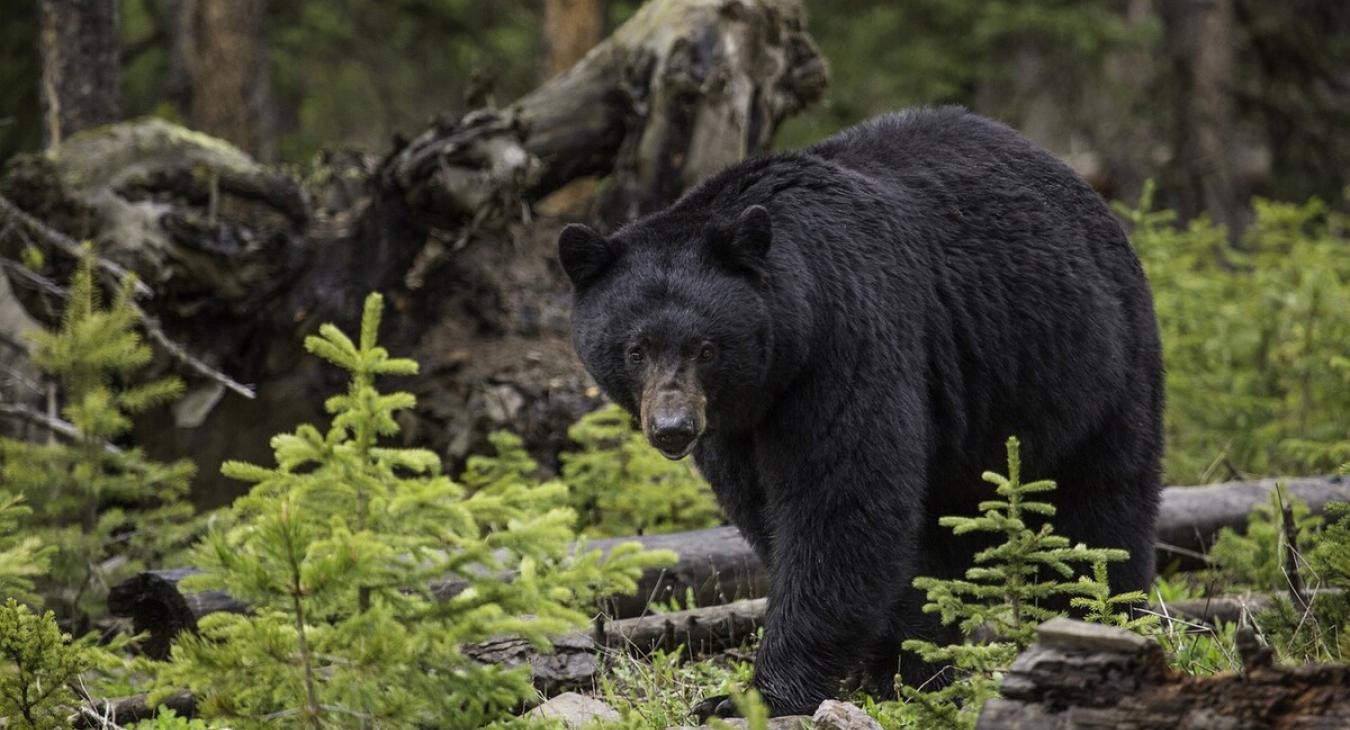 Wildlife that you may encounter nearby.