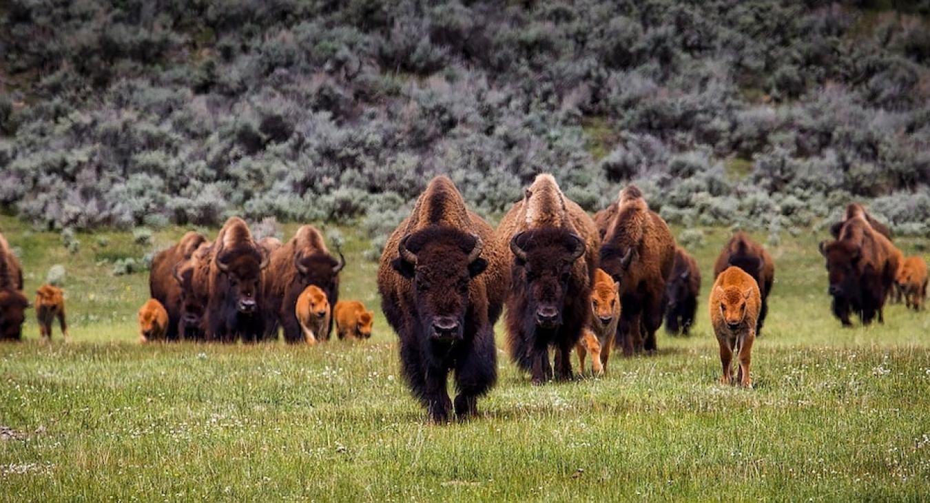 Wildlife that you may encounter nearby.