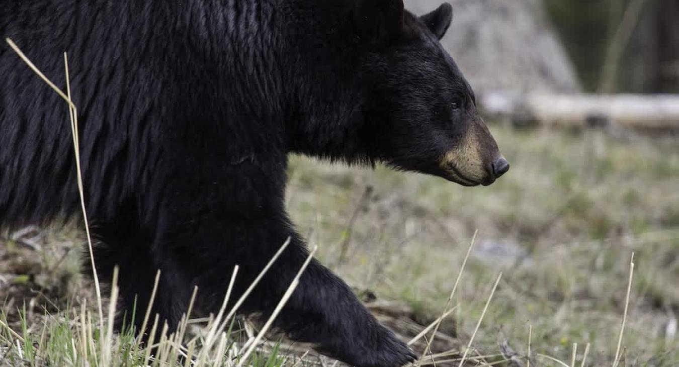 Wildlife you might see during your stay.