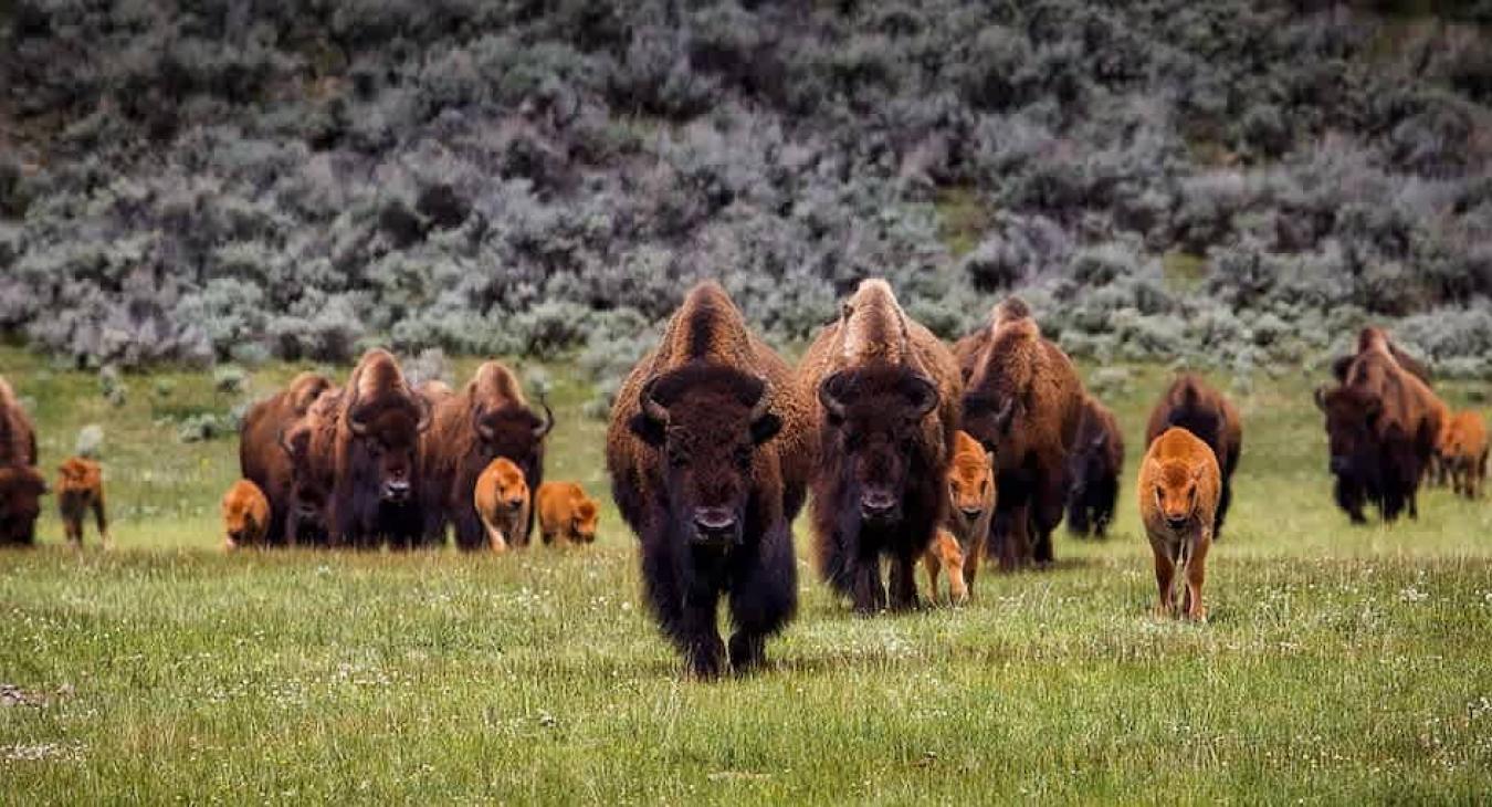 Wildlife that you may encounter nearby.