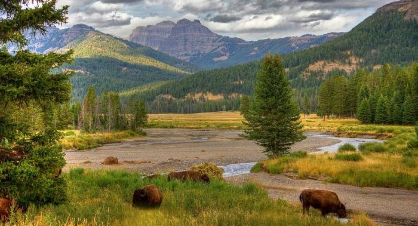 Buffalo in Yellowstone