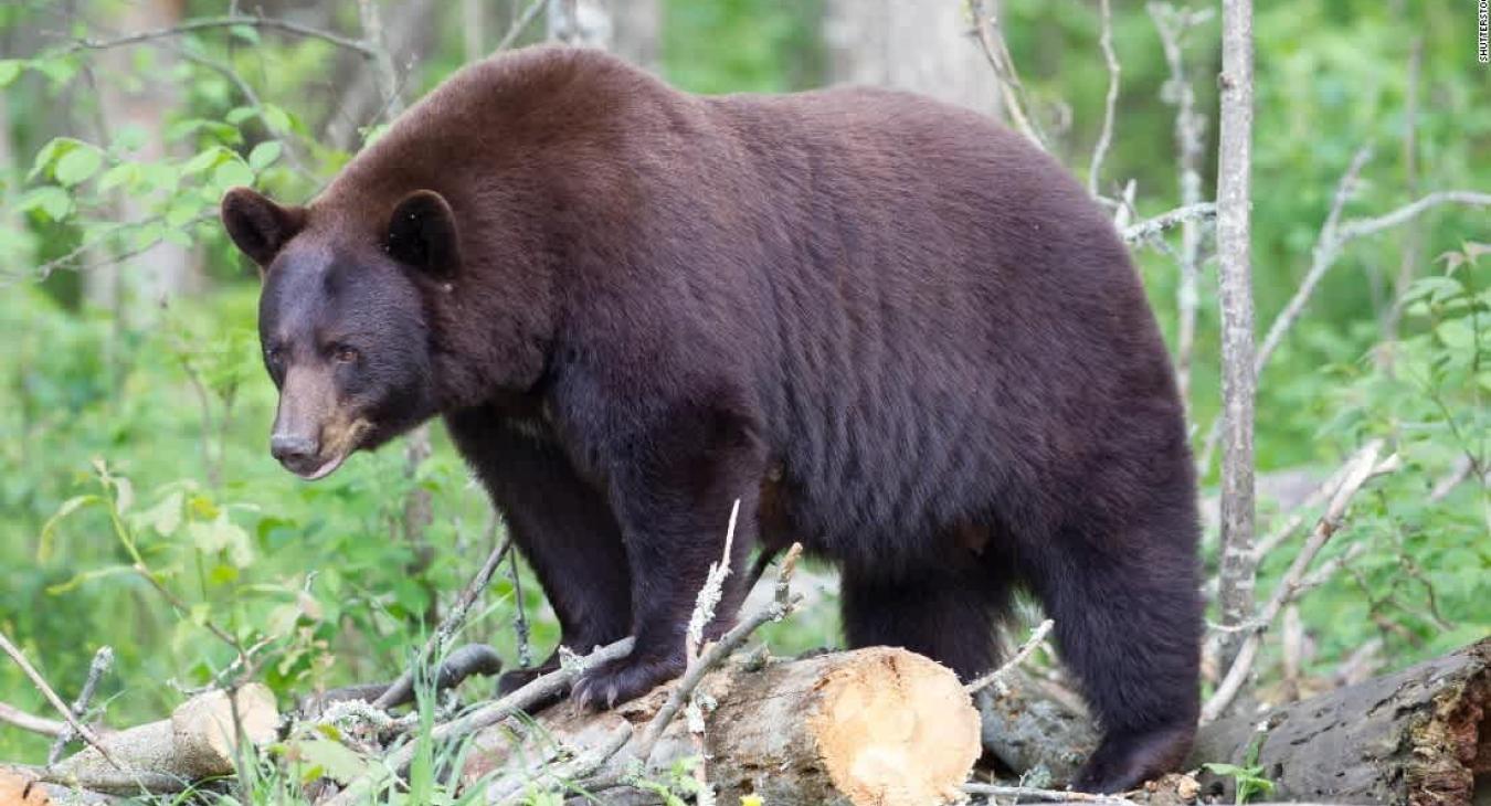 Animals that are sometimes spotted nearby.