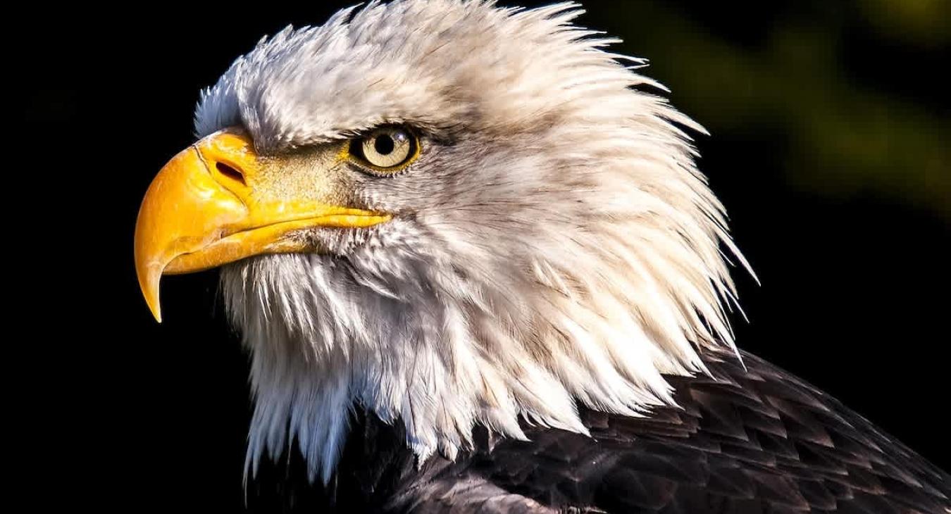 Wildlife that you might see during your stay.