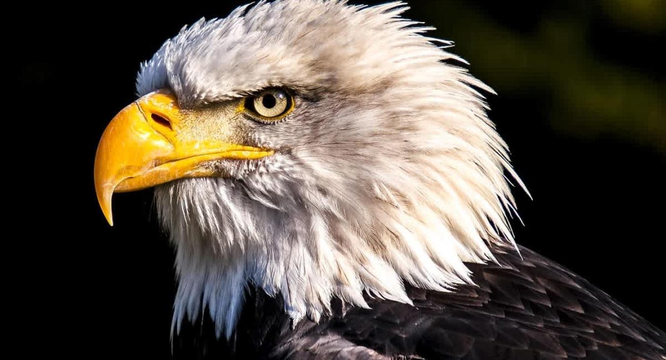 Scenic photos of animals you might see on your trip.