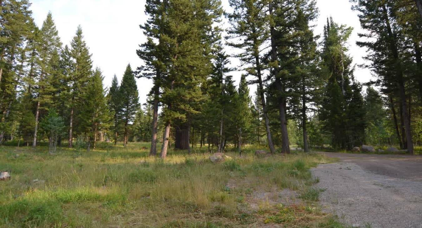 Nestled in the towering pine trees.