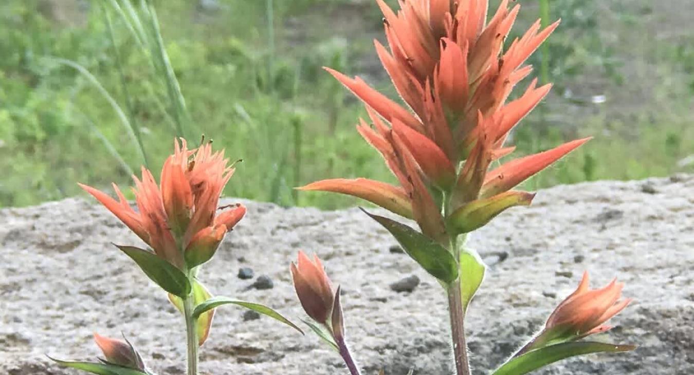 There is beautiful landscape right near the cabin.