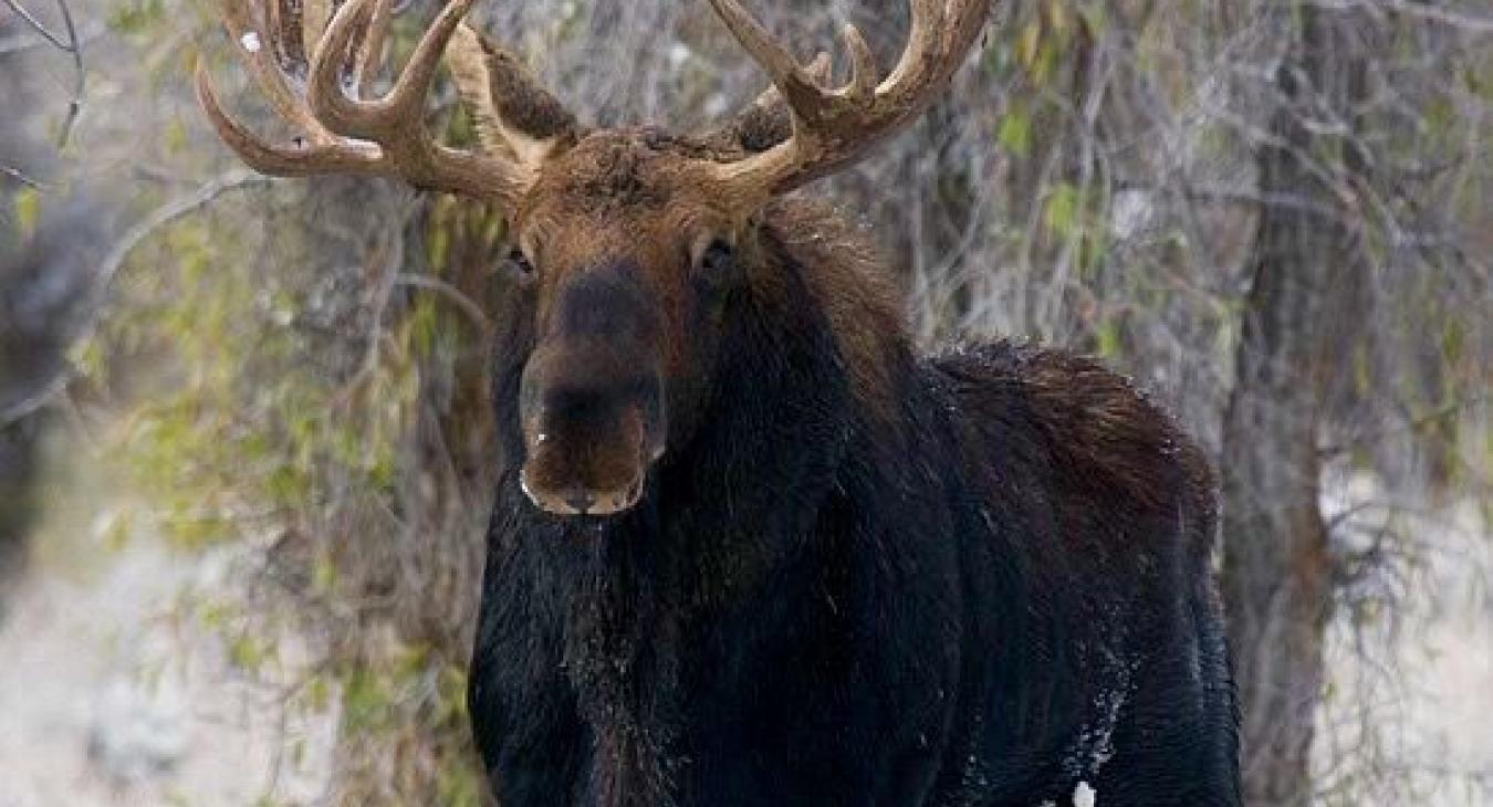 Wildlife that you may encounter or see during your stay.