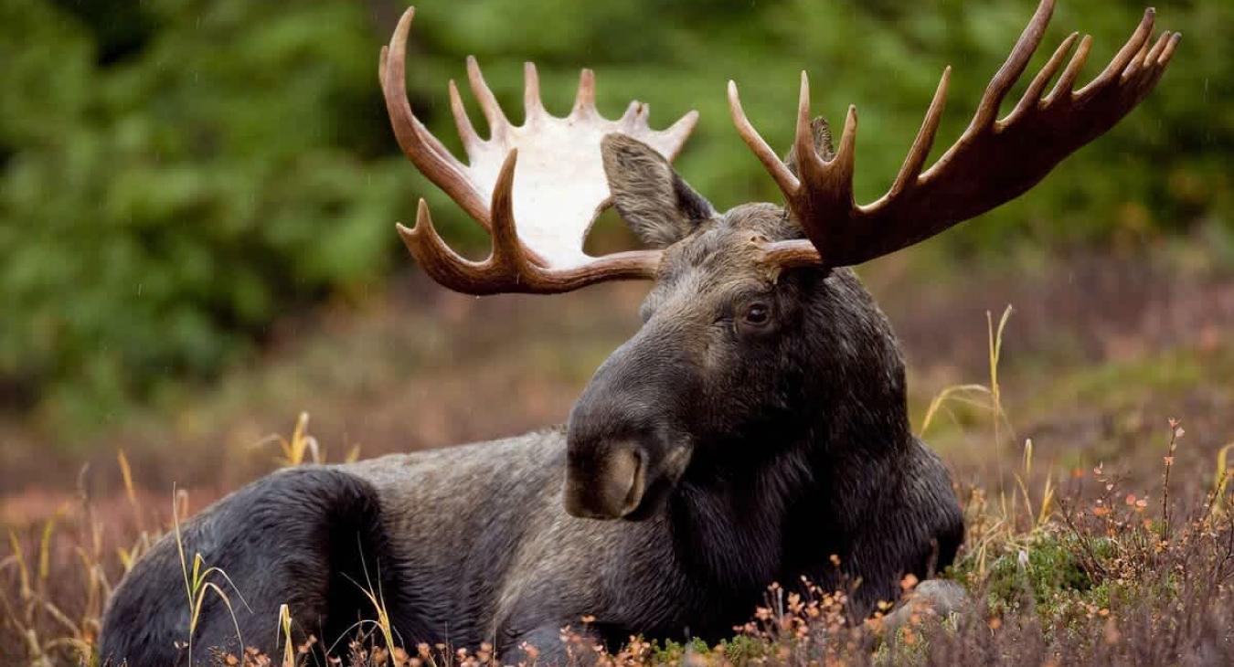 Wildlife that you may encounter on your trip.