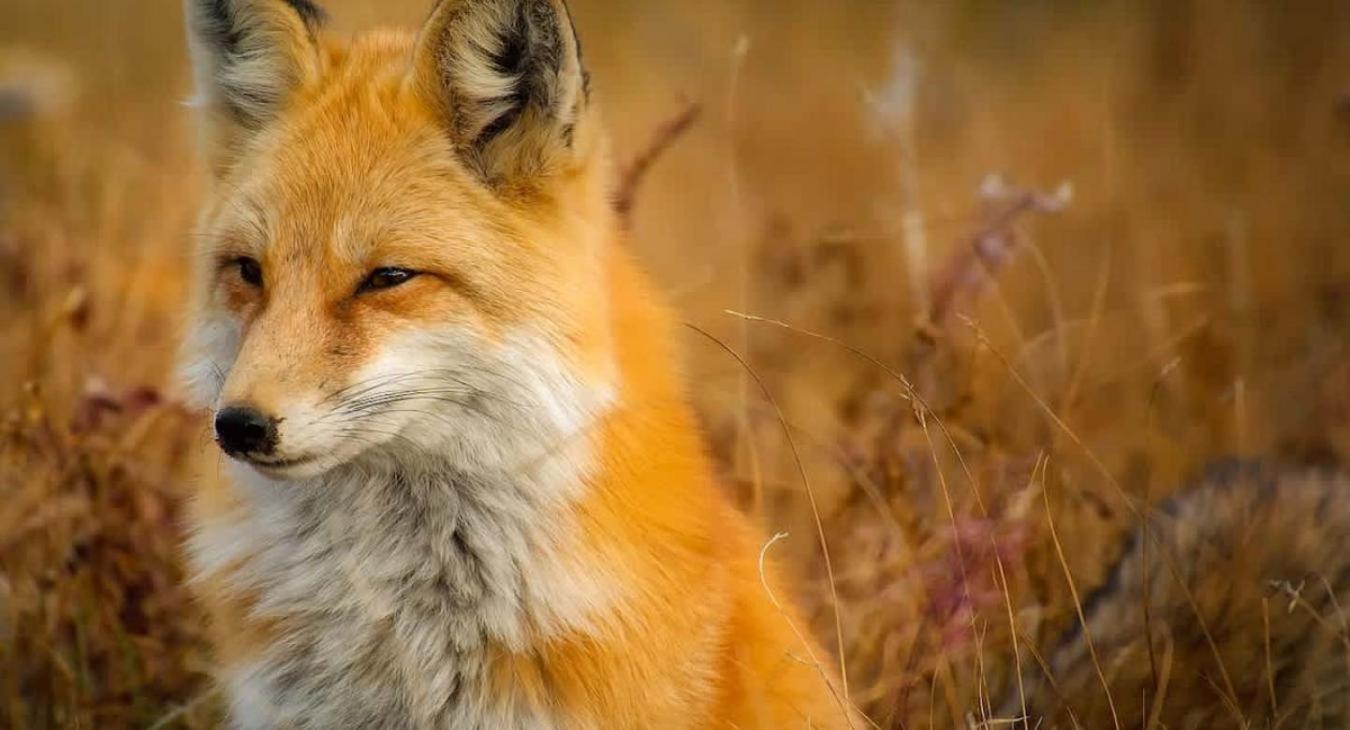 Wildlife that you might see during your stay.