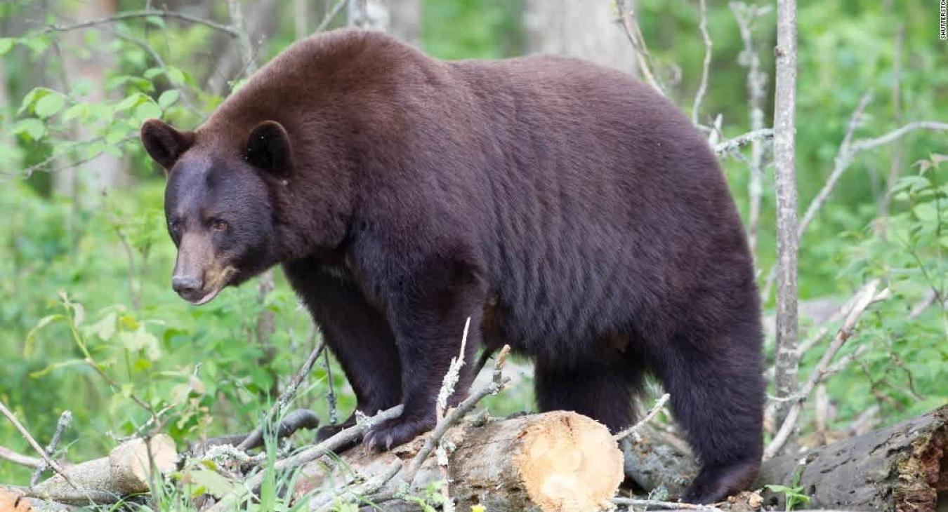 Animals that are sometimes spotted nearby.
