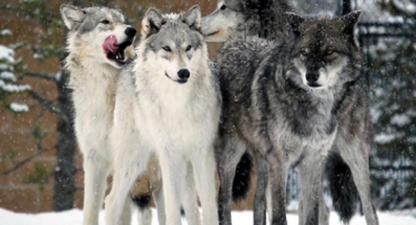 Grizzly & Wolf Discovery Center