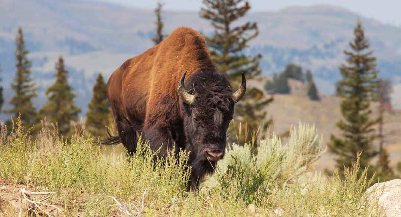 Yellowstone National Park