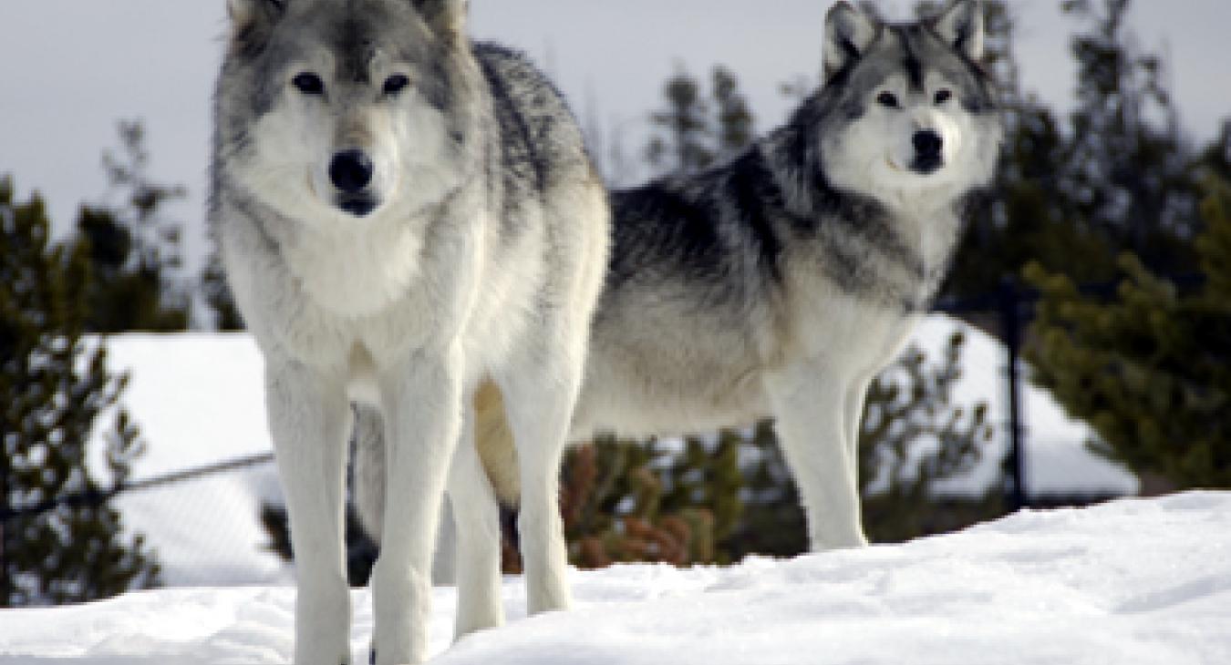 Grizzly & Wolf Discovery Center