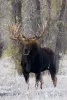 Wildlife that you may encounter or see during your stay.