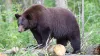 Wildlife that you may encounter or see during your stay.