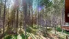 Beautiful aspen trees scenery.