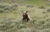 Wildlife that you may see nearby.