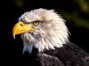 Scenic photos of animals you might see on your trip.