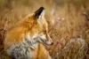 Wildlife you might see during your stay.
