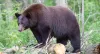 Animals that are sometimes spotted nearby.
