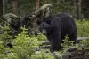 Bears can be spotted during your stay if you have a careful eye.